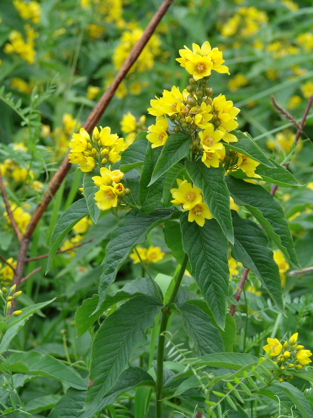 Изображение особи Lysimachia vulgaris.