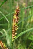 Carex atherodes. Соплодие. Архангельская обл., Вельский р-н, окр. пос. Усть-Шоноша, болотистый лес. 25 июля 2010 г.