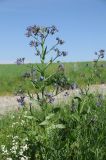 Anchusa azurea