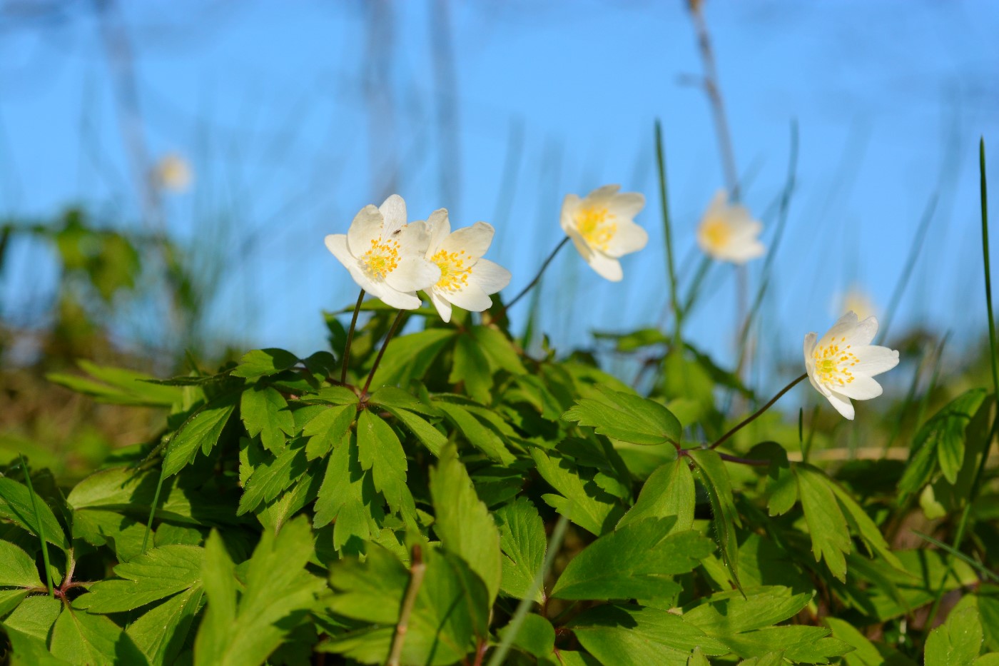 Image of Anemone nemorosa specimen.