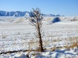 Verbascum songaricum. Сухое плодоносящее растение. Казахстан, Туркестанская обл., Тюлькубасский р-н, окр. с. Жабаглы, предгорная степь. 17 декабря 2019 г.