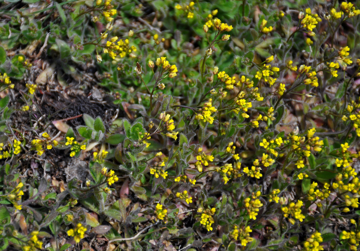 Image of Draba nemorosa specimen.