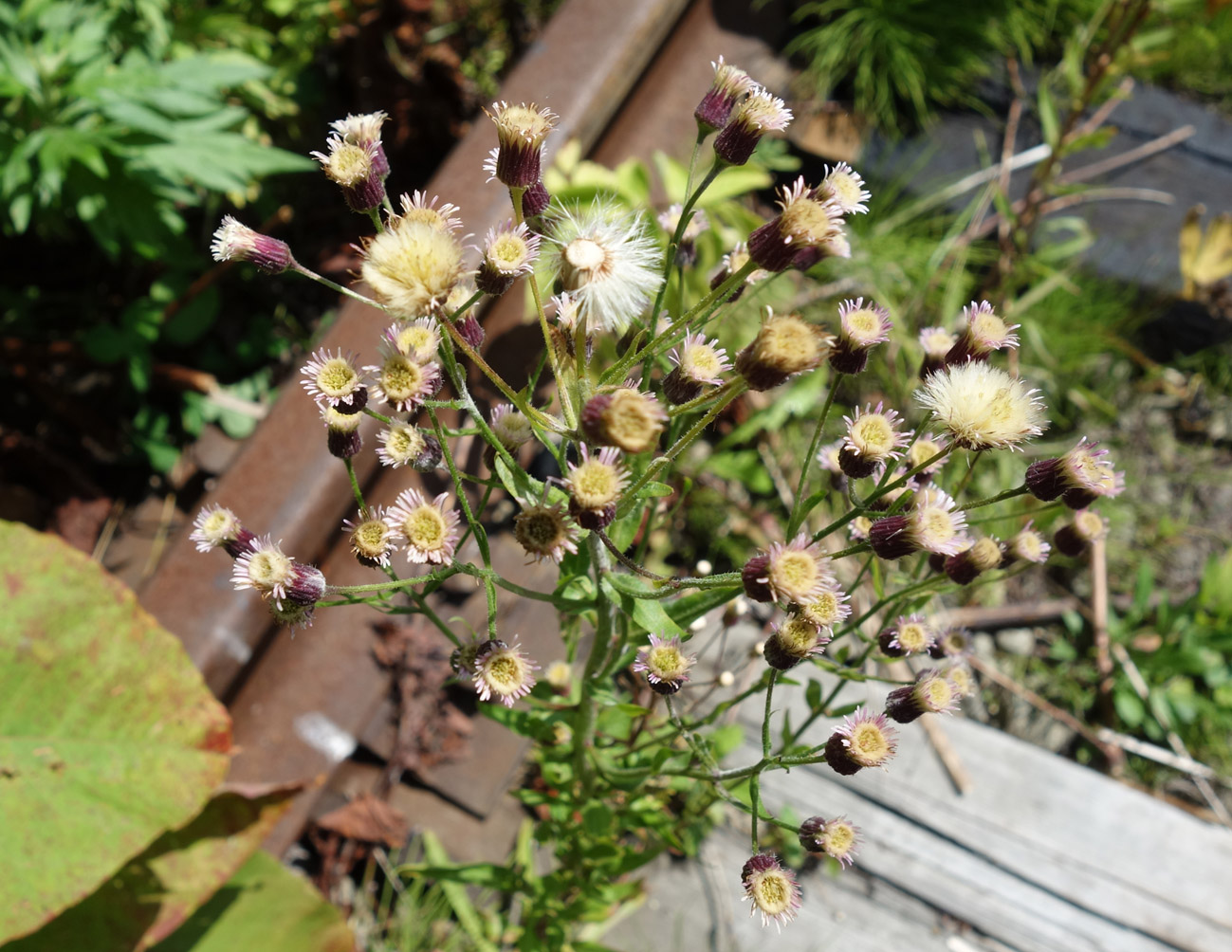 Изображение особи род Erigeron.