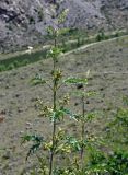 Urtica cannabina