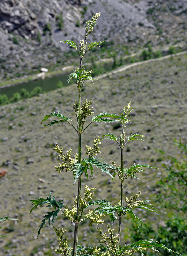 Image of Urtica cannabina specimen.