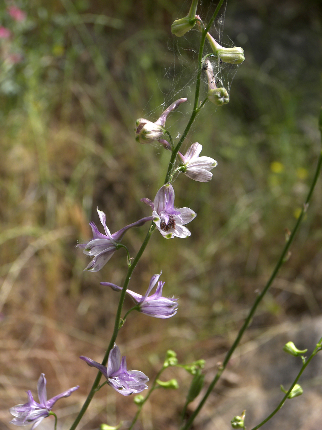 Image of Delphinium nachiczevanicum specimen.