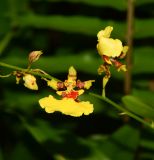 genus Oncidium. Часть соцветия. Таиланд, о-в Пхукет, ботанический сад. 16.01.2017.