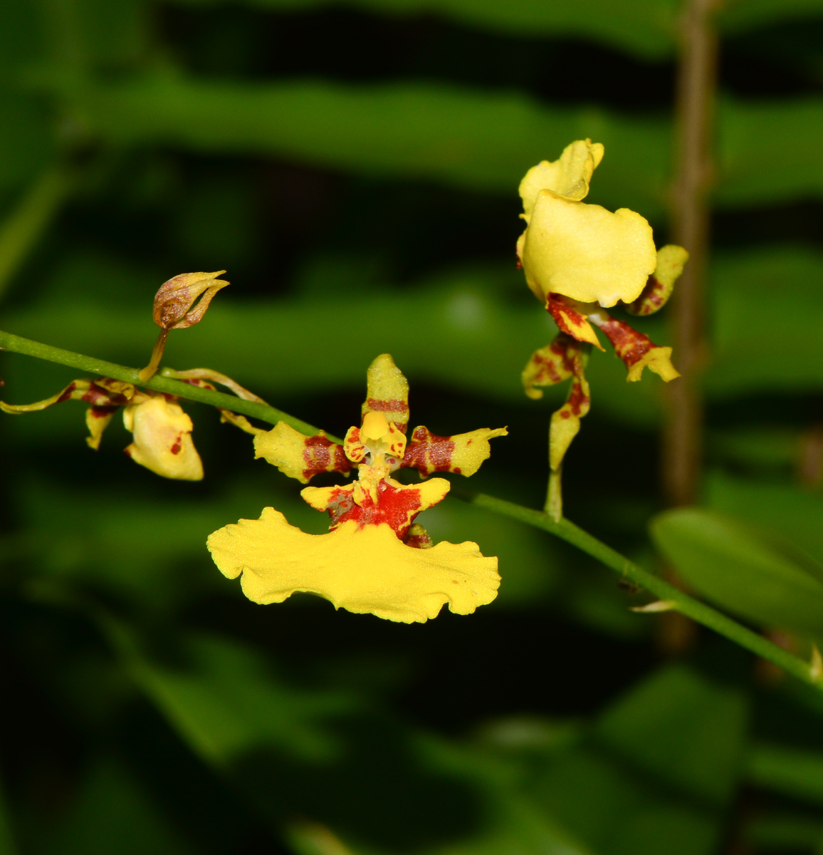 Изображение особи род Oncidium.