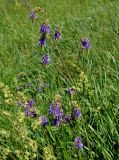 Salvia nutans