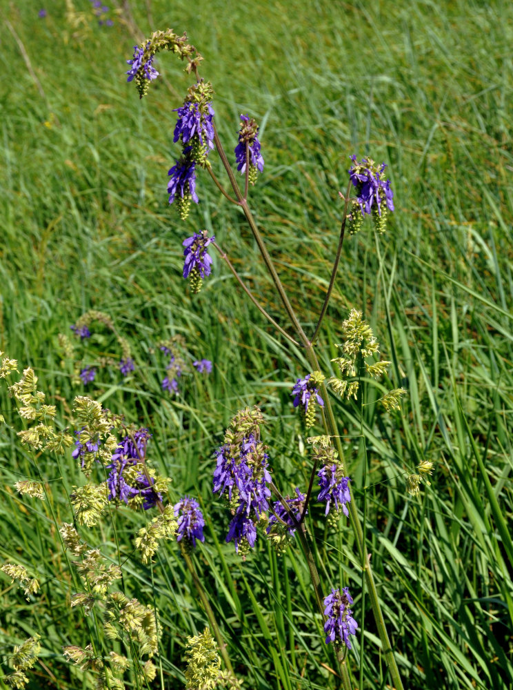 Image of Salvia nutans specimen.