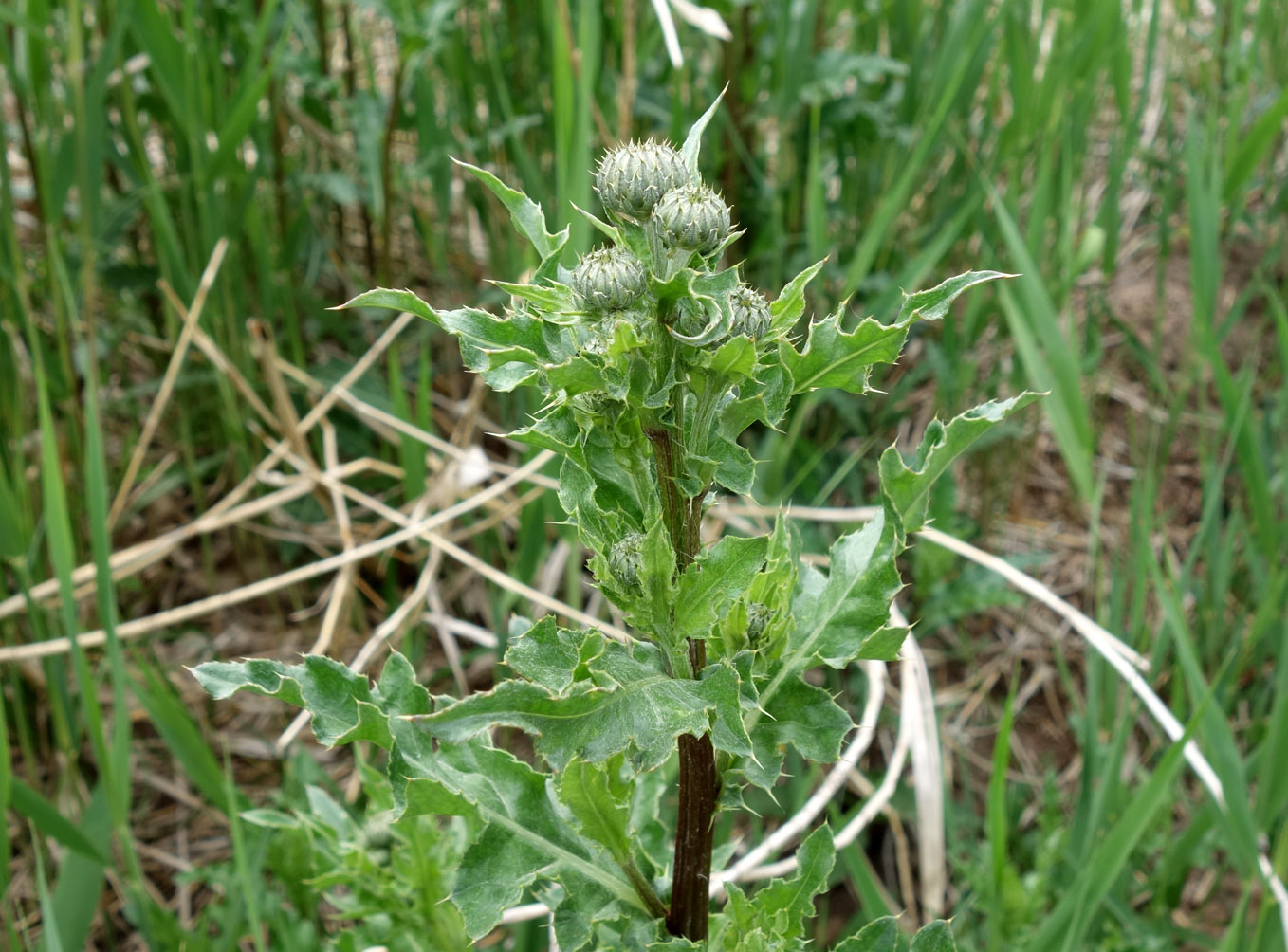 Изображение особи Cirsium arvense.