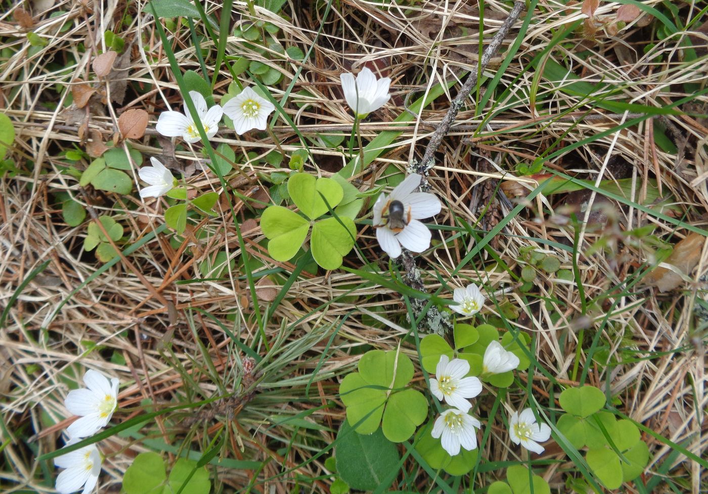 Изображение особи Oxalis acetosella.