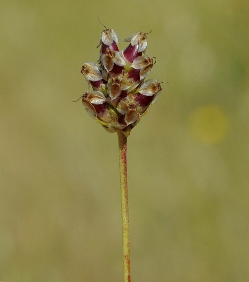 Image of Plantago amplexicaulis specimen.