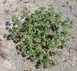 Euphorbia falcata