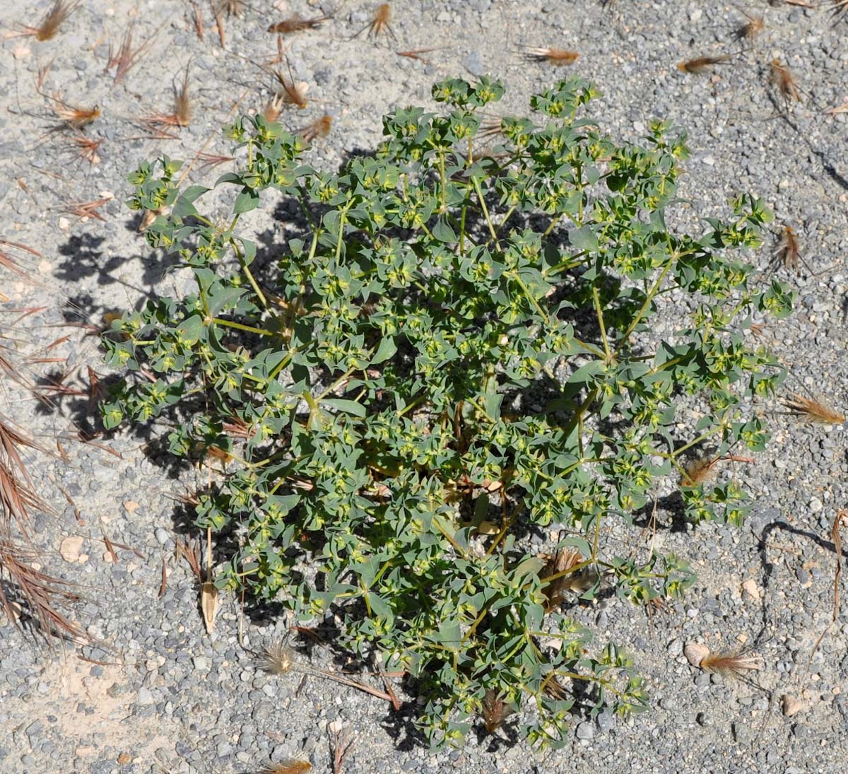 Image of Euphorbia falcata specimen.