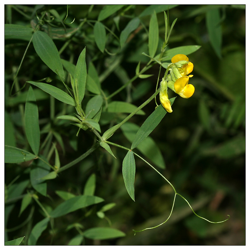 Изображение особи Lathyrus pratensis.