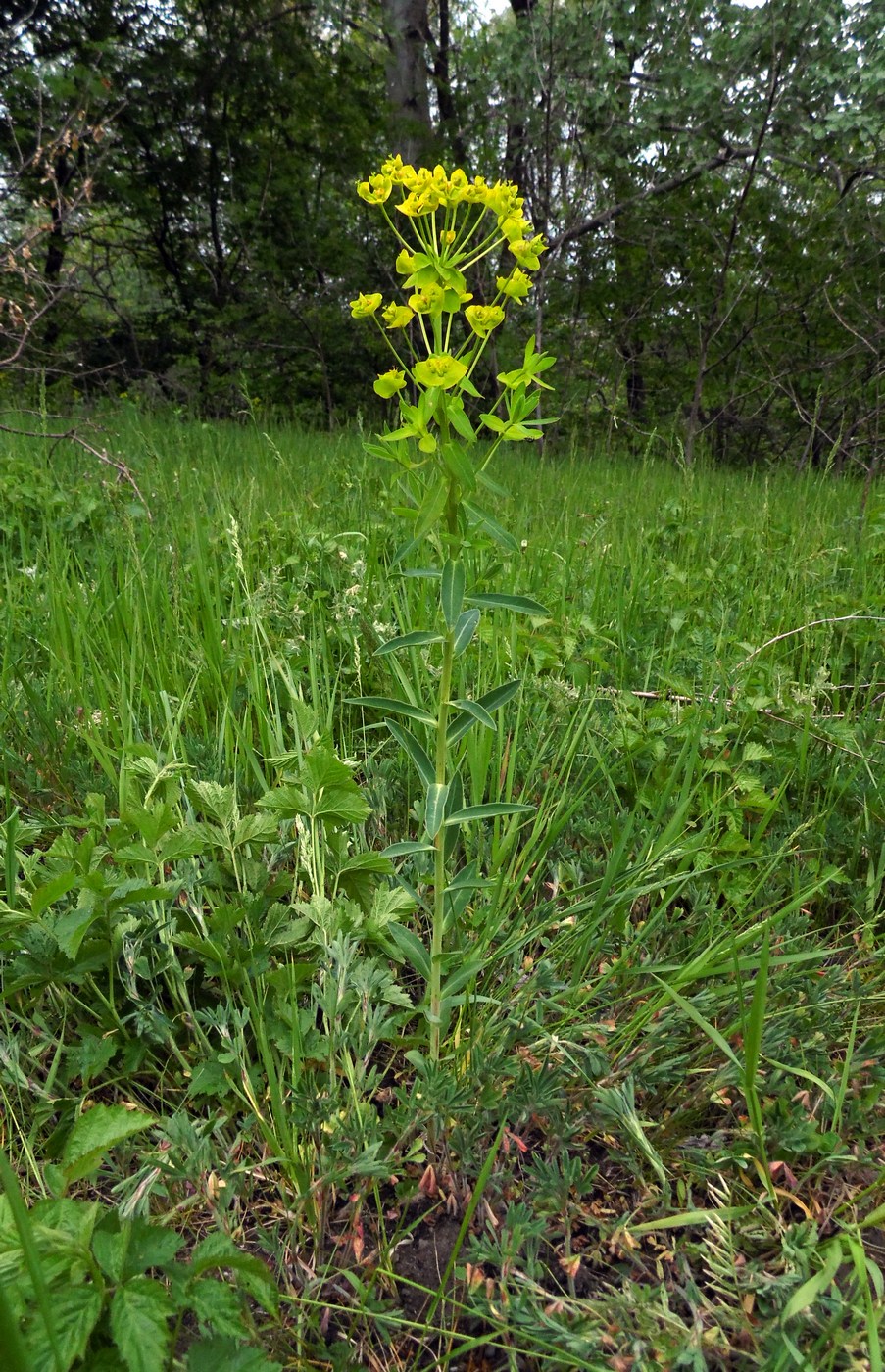 Изображение особи Euphorbia iberica.