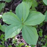 Paris quadrifolia. Верхушка растения с 5 листьями в мутовке и бутоном. Беларусь, г. Минск, парк-болото \"Серебряный лог\". 15.05.2020.