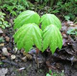 Acer shirasawanum