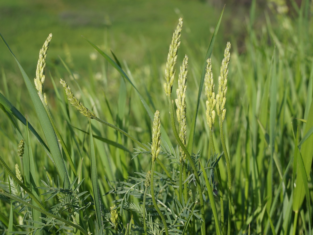 Изображение особи Astragalus asper.