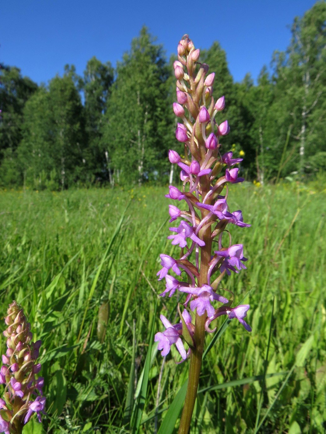 Изображение особи Gymnadenia conopsea.