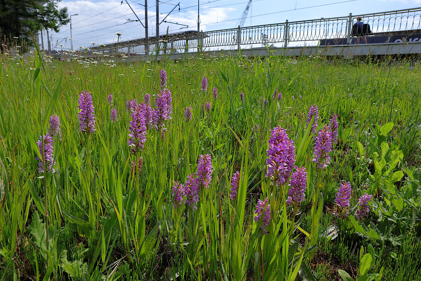 Image of Dactylorhiza baltica specimen.