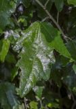 Populus alba