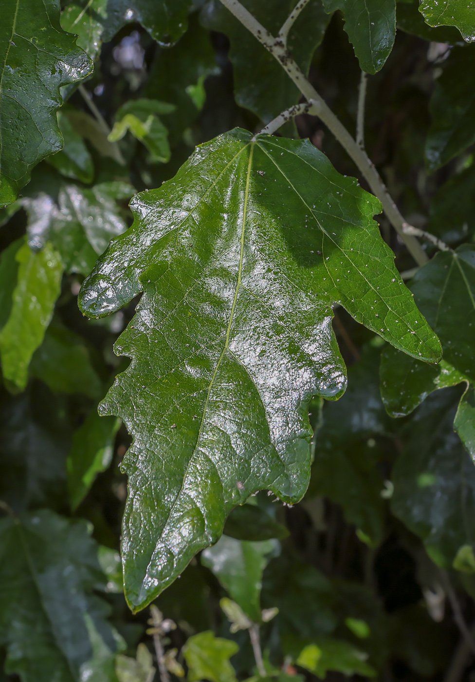 Изображение особи Populus alba.