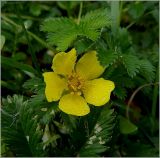 Potentilla anserina. Цветок. Чувашия, окр. г. Шумерля, пойма р. Сура, оз. Щучья Лужа. 1 сентября 2010 г.