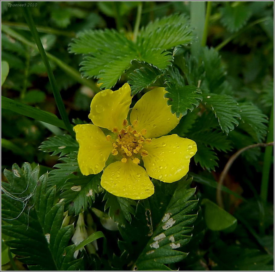 Image of Potentilla anserina specimen.
