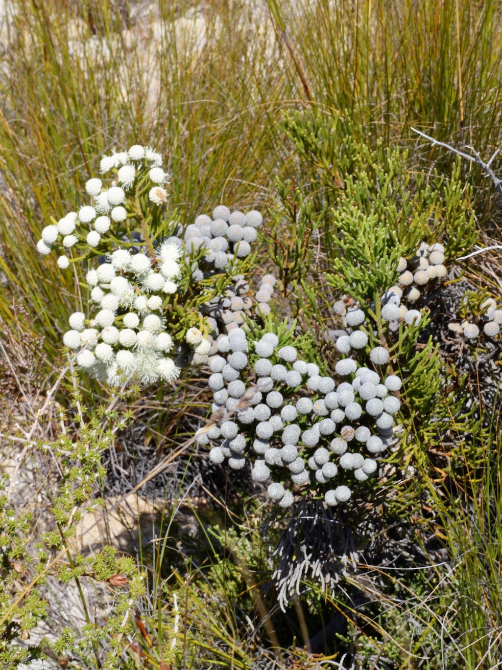 Изображение особи Brunia noduliflora.