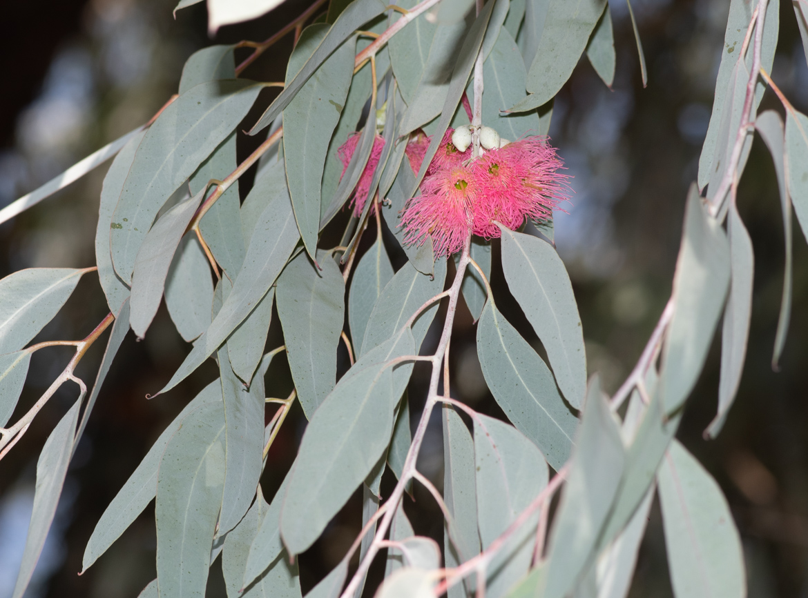 Изображение особи Eucalyptus sideroxylon.