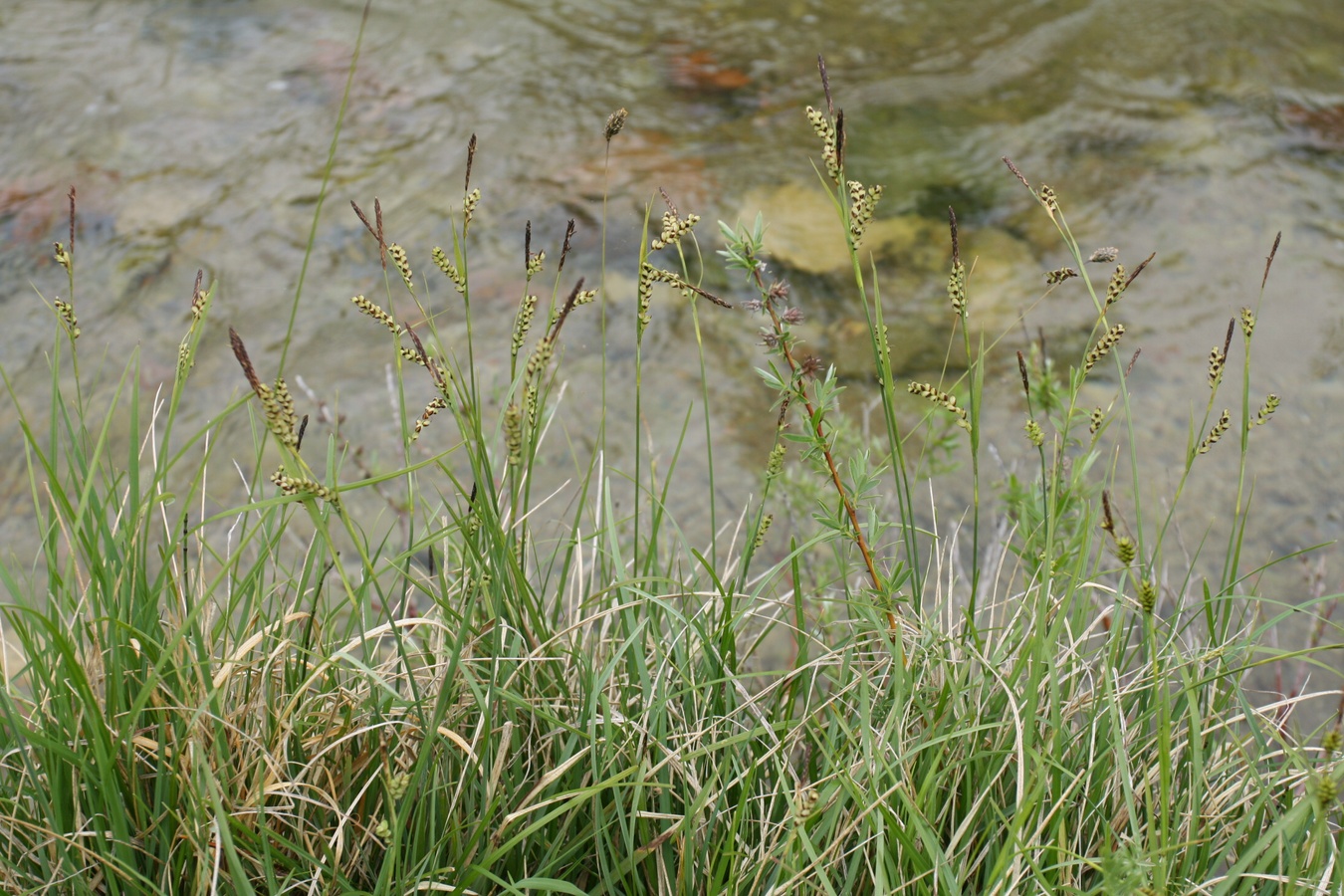 Изображение особи Carex panicea.