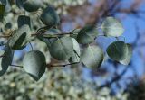 Populus pruinosa