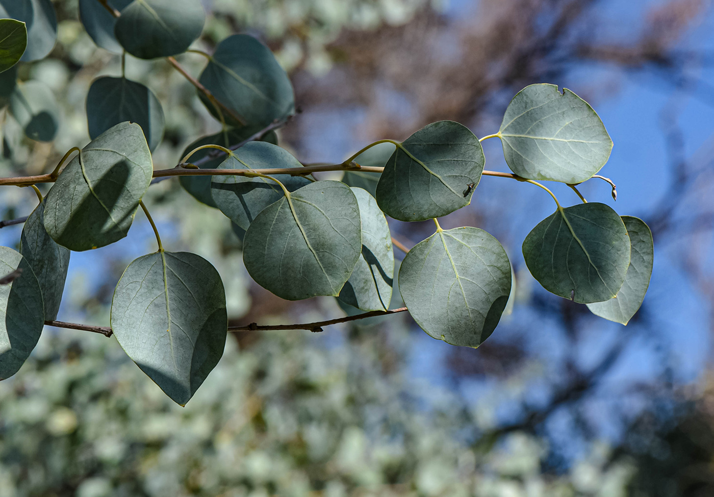 Изображение особи Populus pruinosa.