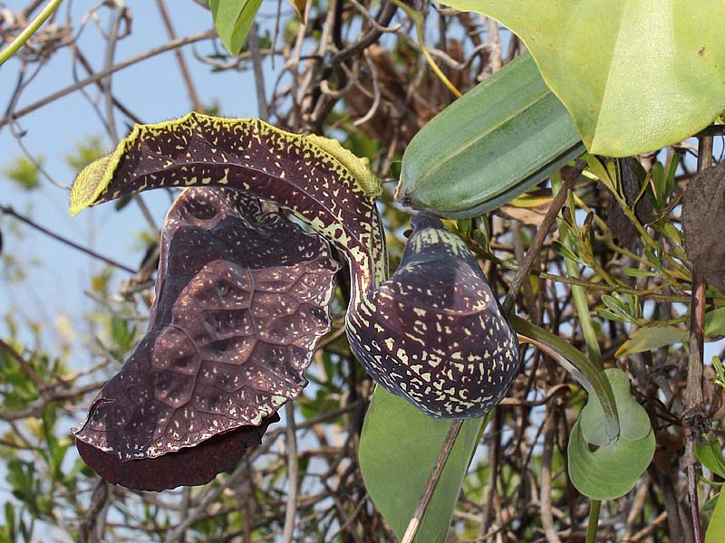 Image of Aristolochia labiata specimen.