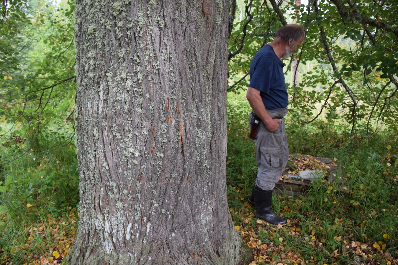 Image of Tilia cordata specimen.