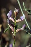 Astragalus macrocladus