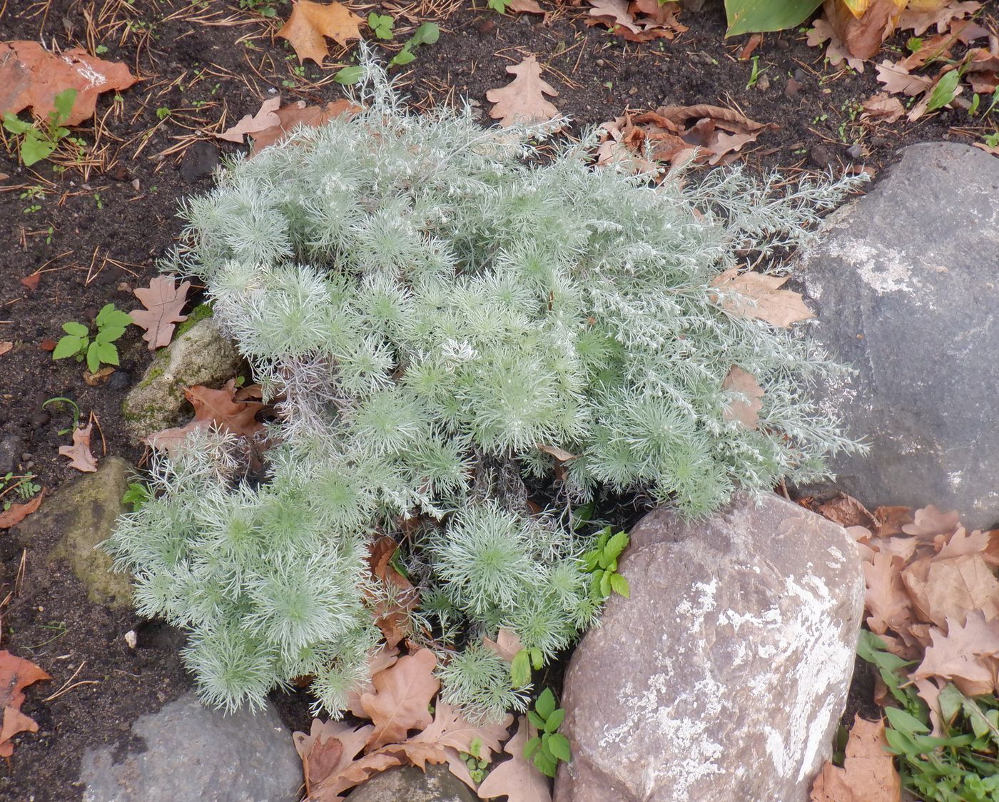 Изображение особи Artemisia schmidtiana.