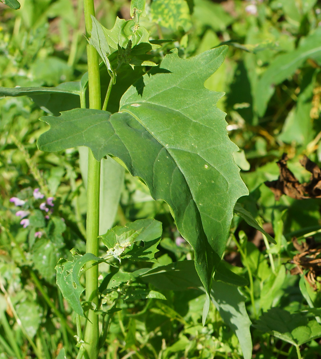 Изображение особи Atriplex sagittata.