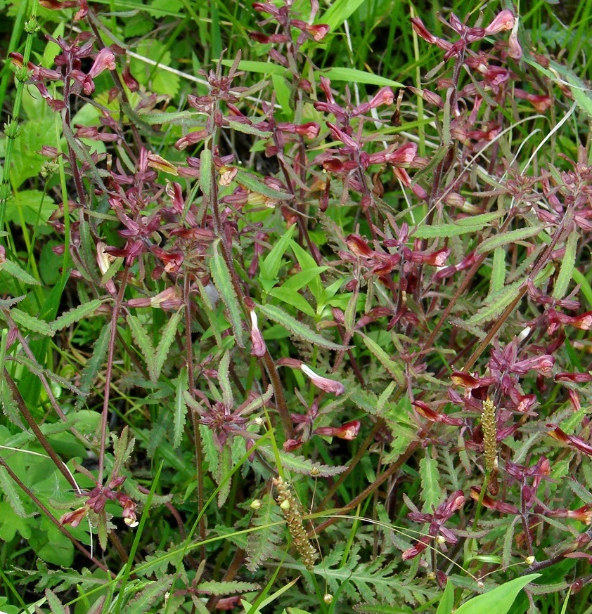 Изображение особи Pedicularis labradorica.