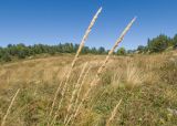 семейство Poaceae. Соплодия. Адыгея, Кавказский биосферный заповедник, Азишский перевал, ≈ 1900 м н.у.м., субальпийский луг. 31.08.2019.