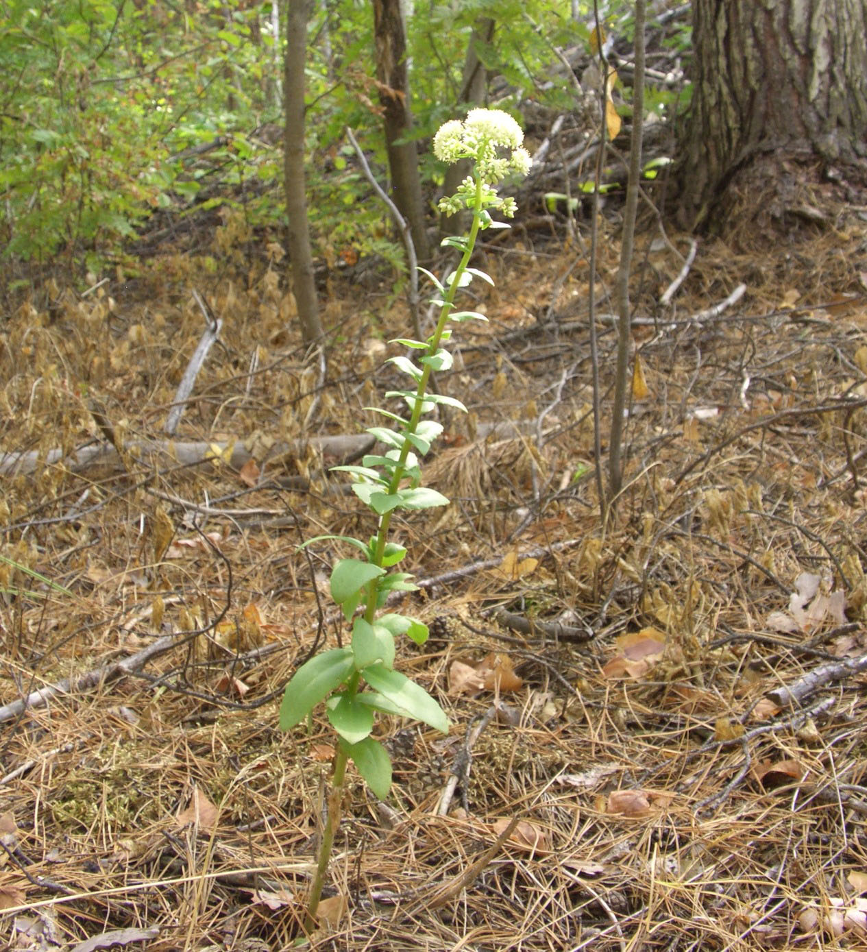 Image of Hylotelephium maximum specimen.