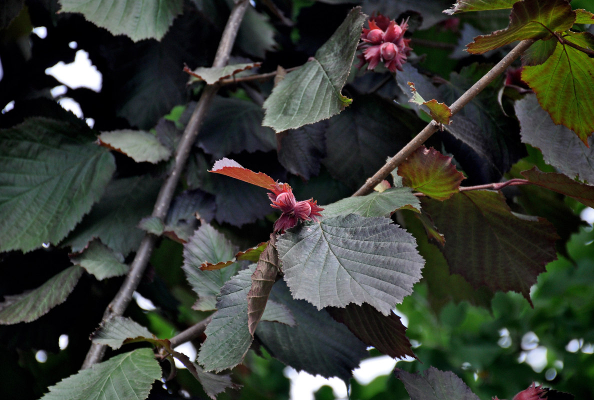 Image of Corylus avellana specimen.