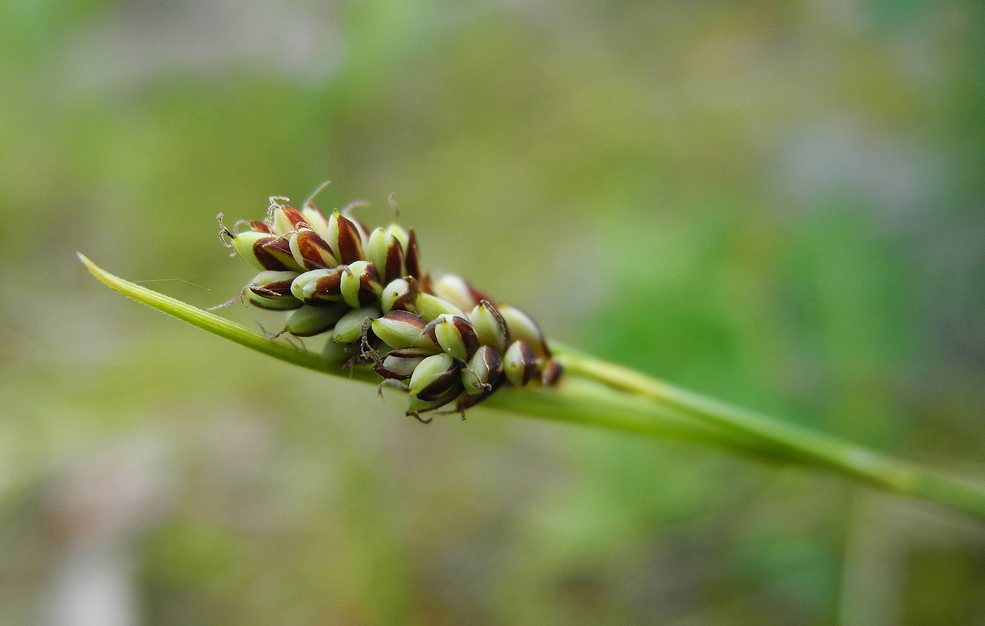 Изображение особи Carex bicolor.