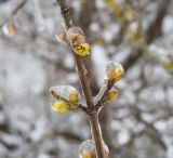 Cornus mas. Верхушка обледеневшей веточки с распускающимися соцветиями. Краснодарский край, Крымский р-н, окр. станицы Неберджаевская, ур. Темрючки, опушка дубово-грабинникового леса, задернованные скальные выходы. 11.02.2021.