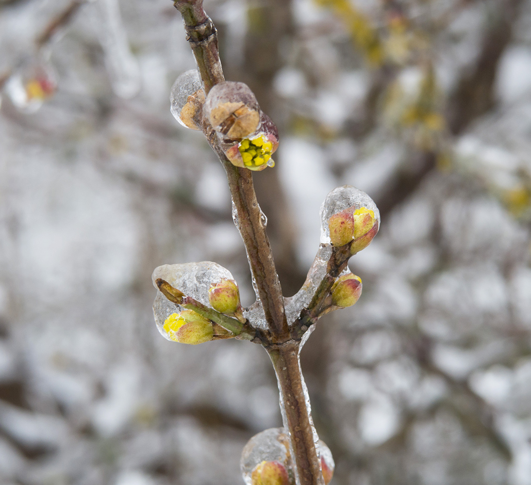 Изображение особи Cornus mas.