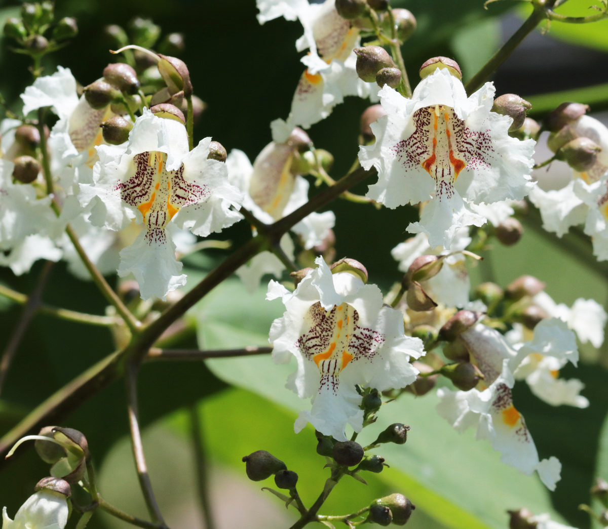 Изображение особи Catalpa bignonioides.