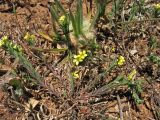 Linum strictum subspecies spicatum. Цветущие побеги. Греция, о. Родос, фригана севернее мыса Прасониси. 9 мая 2011 г.
