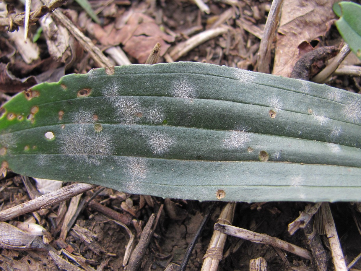 Image of Plantago lanceolata specimen.